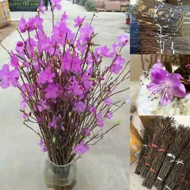 Tuy nhiên, khi cắm vào nước, hoa sẽ nở rất đẹp mắt. Ảnh: FB Tố Uyên Nguyễn.
