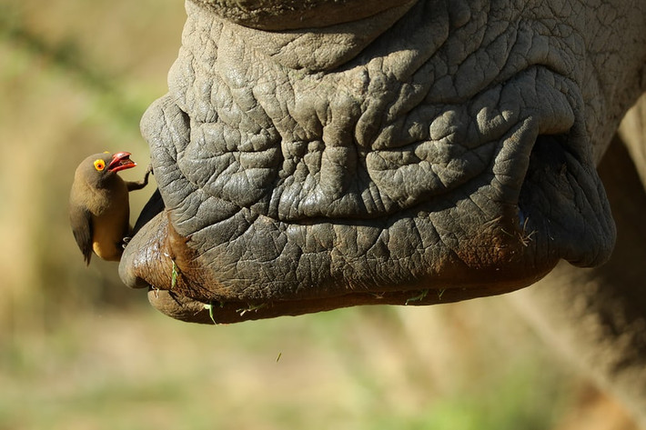 Chim oxpecker vệ sinh cho tê giác trắng trong vườn quốc gia Pilanesberg, Nam Phi. (Nguồn Guardian)