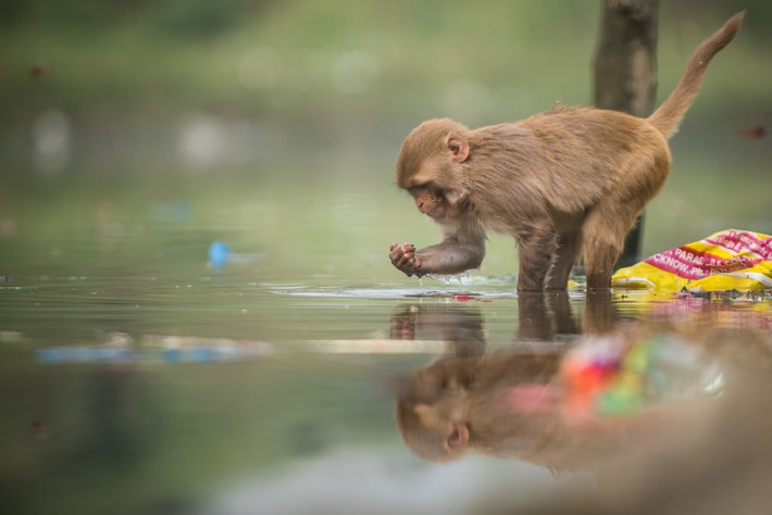 Khỉ kiếm ăn trong dòng nước ô nhiễm dưới sông Yamuna ở Delhi, Ấn Độ. (Nguồn Guardian)
