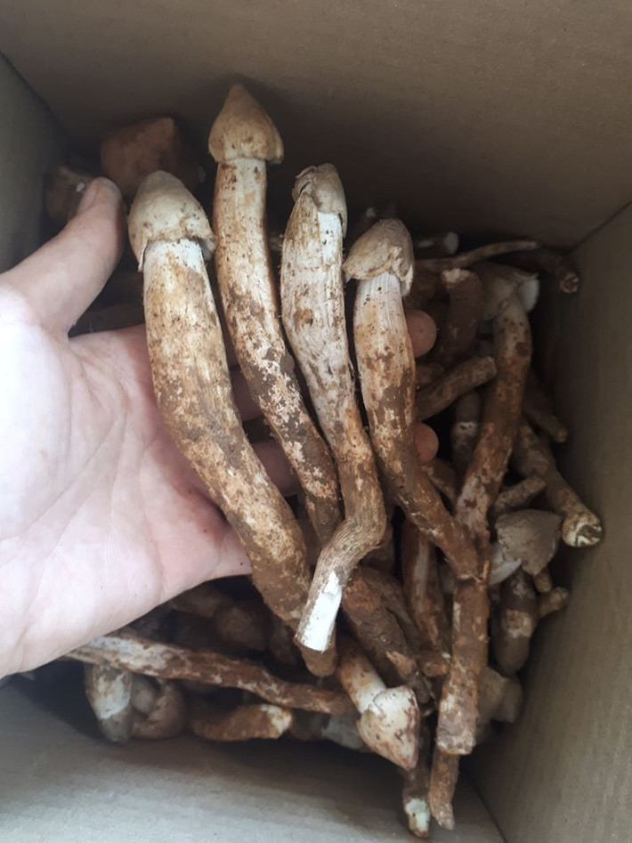 Nấm mối thường chỉ rộ vào khoảng 2-3 tháng trong năm, vào đầu mùa mưa, từ tháng 5 đến tháng 8 âm lịch.