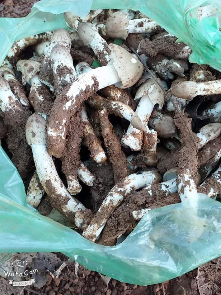 Do thu hoạch từ tự nhiên nên nguồn hàng nấm mối không ổn định. Nhiều khách mua phải đợi đến cả tuần mới nhận được hàng.