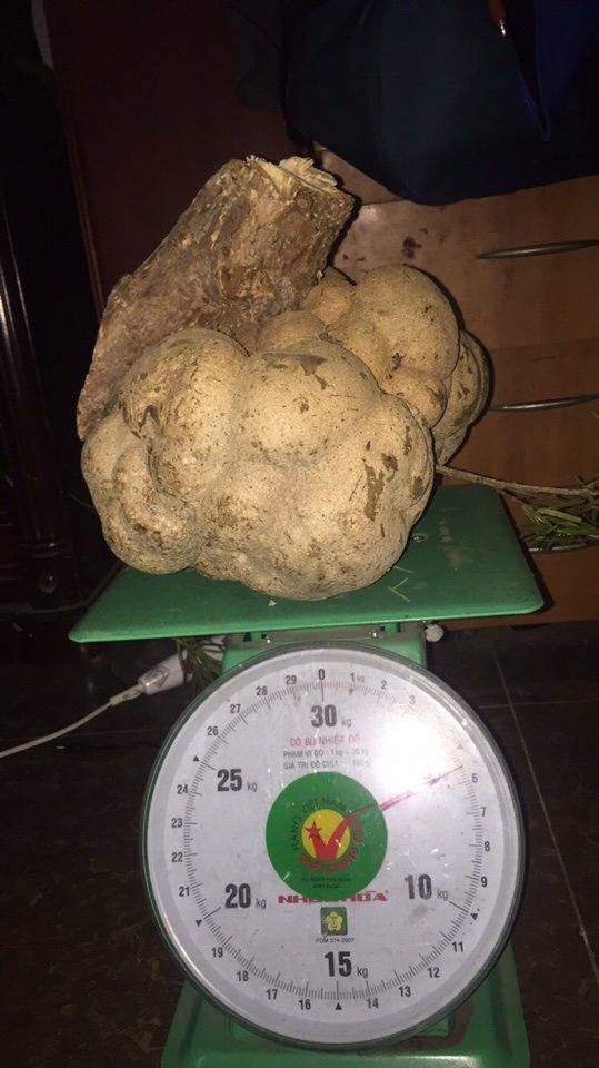 Mọc trên ngọn của cây vân sam cổ thụ trong rừng, nấm phục linh thiên được ví như một loại thần dược có tên gọi phục thần, có công dụng phục hồi sức khỏe thần kỳ.