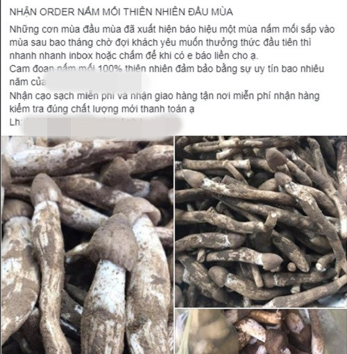 Khoảng gần một tháng nay, các tiểu thương bắt đầu nhận đặt hàng và thu gom nấm mối để bán.