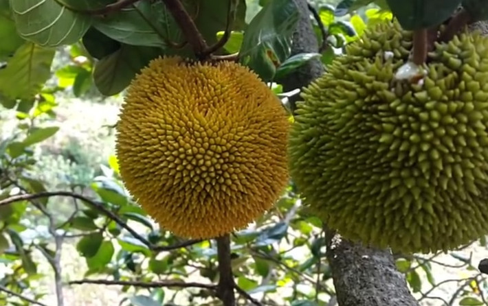Chia sẻ trên Dân Việt, chị Nguyễn Kiều (trú tại xã Ea Pil, huyện M’Đrắk, Đắk Lắk) cho biết, từ tháng 4 trở đi là mùa mít rừng chín.