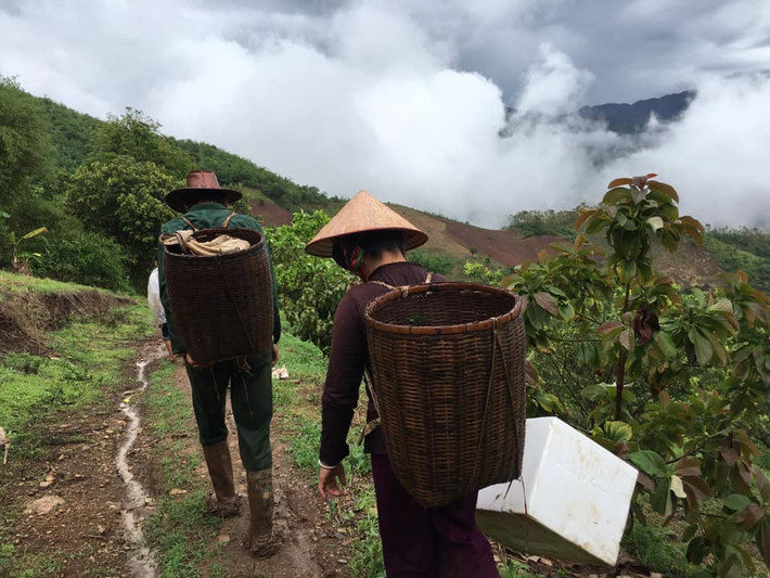 Do diện tích trồng mận ở Pu Nhi không quá lớn nên lượng mận được bán ra cũng hạn chế. Vì vậy, giá bán buôn mận Pu Nhi tại vườn luôn ở mức 70-90.000 đồng/kg, sau khi vận chuyển về Hà Nội và một số tỉnh khác sẽ có giá khoảng 100-150.000 đồng.