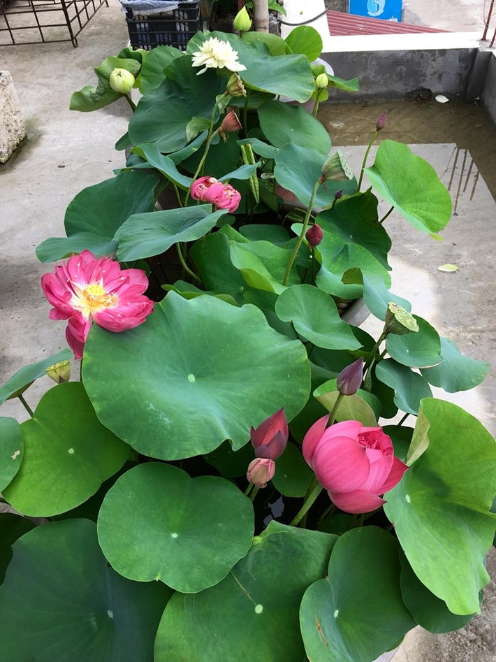 Giống sen chị An trồng trên sân thượng thuộc giống sen Thái, là sen cảnh. Ảnh: Thời đại.