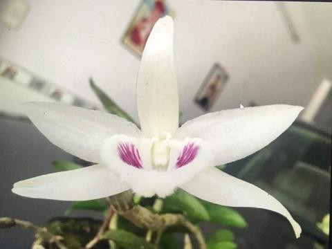 Cá biệt có những cây độc đáo giá có thể lên đến vài tỷ đồng. Ví như, thương vụ mua bán gốc Giã Hạc đột biến 5 cánh trắng của chủ nhân người Ninh Thuận cho một đại gia ở Đà Nẵng với giá lên tới gần 7 tỷ đồng hồi năm 2018. Ảnh: Vietnamnet.