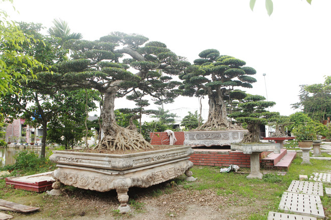 Không chỉ chơi lan, những cây sanh "khủng" cũng được đại gia Việt đặc biệt quan tâm. Theo Dân Việt, anh Phạm Thế Hùng (Kinh Môn, Hải Dương) khiến giới chơi cây cảnh choáng ngợp bởi chi tới gần 10 tỷ tậu bộ ba cây sanh. Ảnh: Dân Việt.