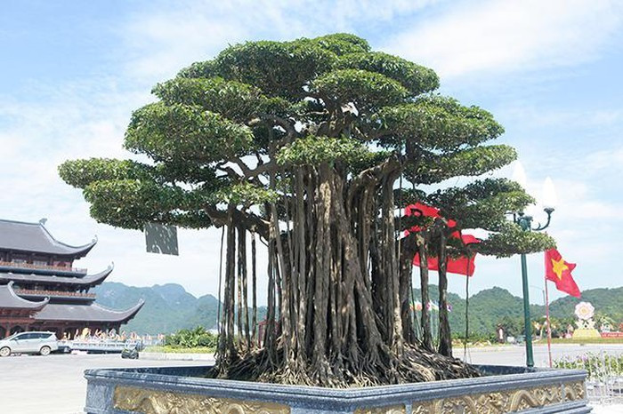 Tại triễn lãm cây cảnh Tam Chúc (Ba Sao, Hà Nam) năm 2019, cây sanh có tên “Dáng làng” hay “Quần long hội tụ” của anh Minh (Phủ Lý, Hà Nam) được đánh giá là đẹp và có giá trị nhất tại triển lãm. Ảnh: Dân Việt.