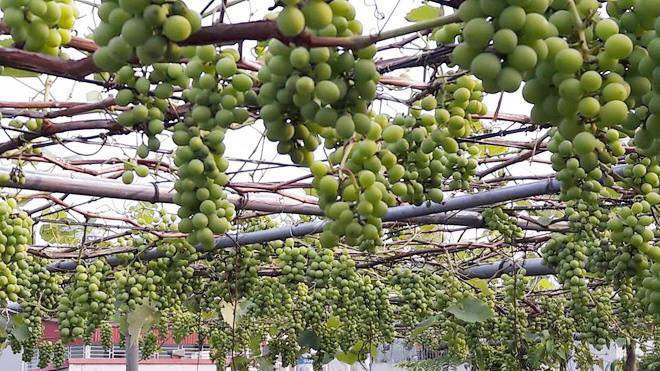 Vườn nho Pháp của anh Phạm Đăng Khoa ở Lai Châu trồng trên sân thượng rộng 35m2 cũng khiến nhiều người phải trầm trồ. Ảnh: Vietnamnet.