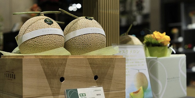 Và chi phí vận chuyển, tất nhiên, rất đắt đỏ. Đó cũng là cũng là một phần khiến dưa Yubari luôn có giá trung bình từ 200 USD tới 10.000 USD. Ảnh: Japantimes