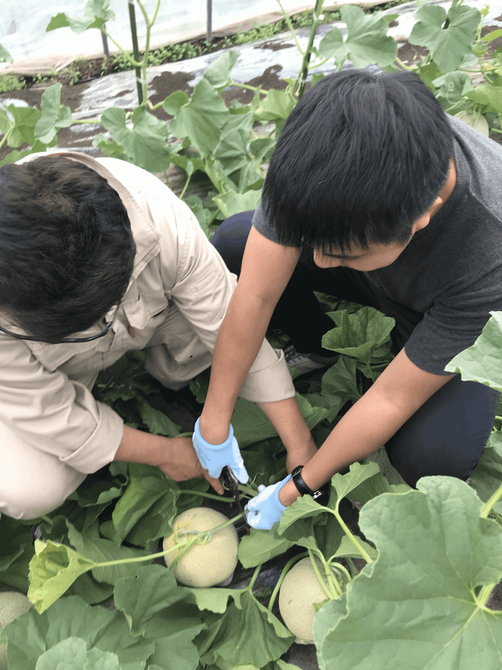 Dưa lưới Yubari là một trong những trái cây thượng hạng tại Nhật Bản. Không giống những quả dưa bình thường, dưa lưới Nhật đòi hỏi sự chăm sóc một cách tỉ mỉ và chú ý tới từng giai đoạn phát triển. Ảnh: Masai Mara.