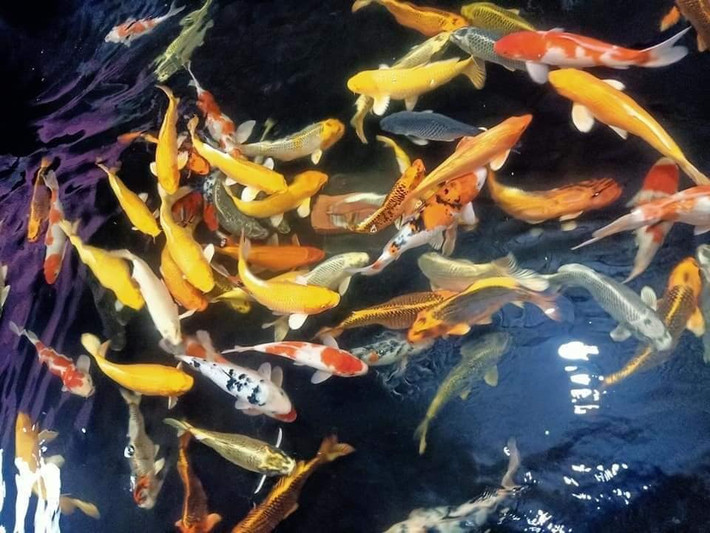 Vài năm gần đây, giới nhà giàu Việt có sở thích đặc biệt là nuôi cá Koi. Loài cá cảnh này được xem là quốc ngư của Nhật Bản, tượng trưng cho sự thân thiện, may mắn và tài lộc. Ảnh: Facebook.