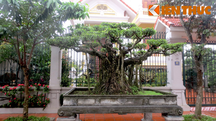 Thậm chí cây cảnh quý được để ngoài cổng vì sân vườn đã có khá nhiều loại.