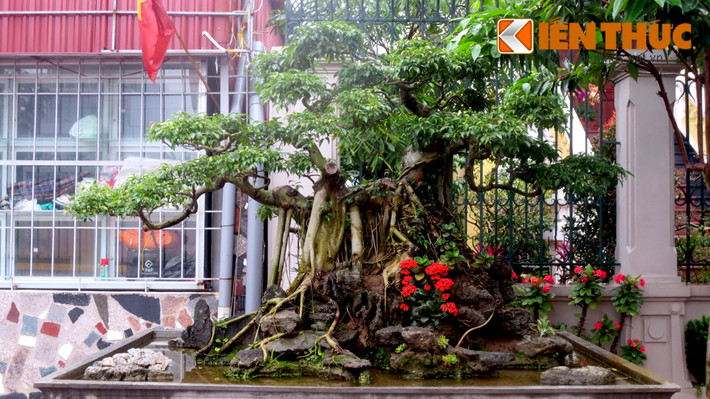 Khuôn viên của biệt thự không thiếu những cây cảnh độc, lạ có giá trị cả tỷ đồng.
