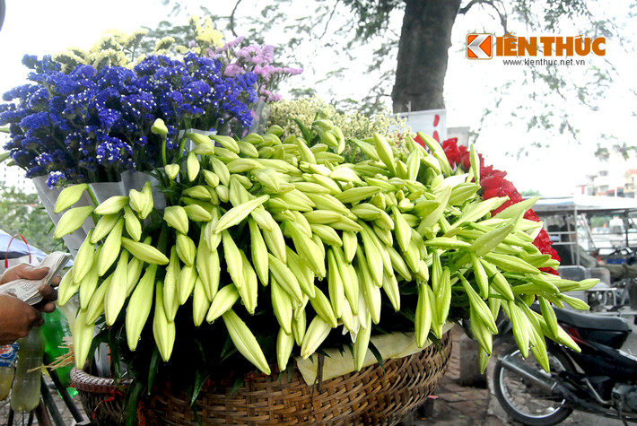 Thời điểm đầu mùa nên giá hoa loa kèn ở Hà Nội có phần khá đắt. Đối với loa kèn bông đơn, cánh đều... mỗi cành được bán với giá 3.000 - 5.000 đồng. Trung bình mỗi bó (10 bông) dao động từ 30.000 - 50.000 đồng.