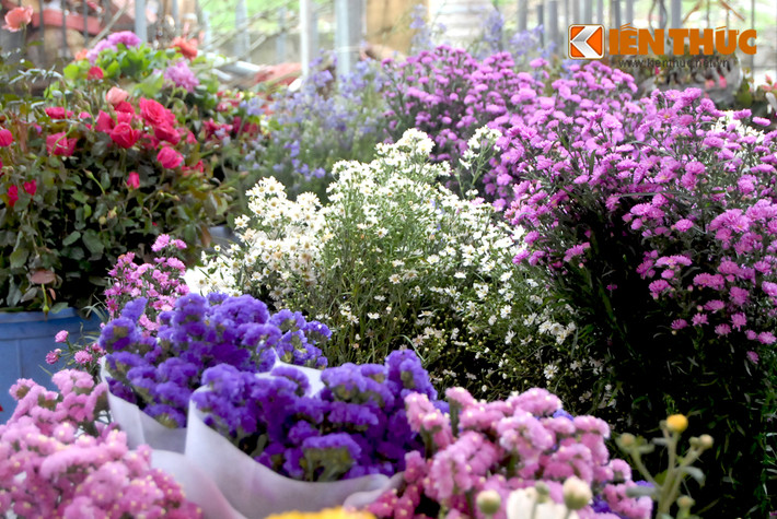 Mùa này, người dân Hà Nội dễ dàng mua được những bó hoa đầy màu sắc với giá rất "mềm". Trong đó, salem tím, sao vàng, thạch thảo có giá 15.000 - 20.000 đồng/bó.