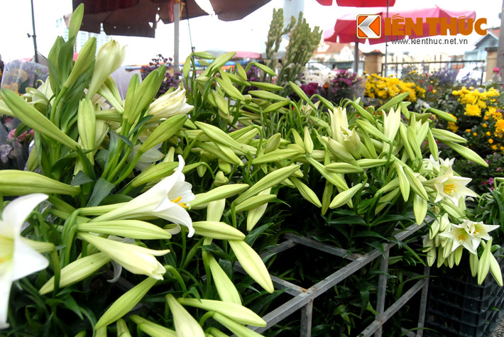 Loa kèn thường được trồng chủ yếu vào tháng 9, tháng 10 nhưng phải chờ đến tháng tư năm sau mới được thu hoạch. Chỉ cần một bình hoa nhỏ, có thể làm sáng bừng cả ngôi nhà, chẳng thế mà loài hoa tinh khiết này được dân Hà Nội cực kỳ yêu thích.