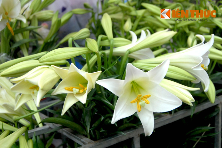 Rẻ hơn, với mức giá 25.000 - 30.000 đồng/ bó (bốn đến năm cành) là loa kèn nhỏ, mỗi cành có ba đến bốn bông. Một khách hàng tâm sự: "Mua đợt này hoa sẽ đắt, muốn cắm được lọ hoa lớn một chút cũng mất gần 100.000 đồng. Nhưng vì hoa đẹp, dễ cắm, chơi được lâu nên tôi vẫn tìm mua".