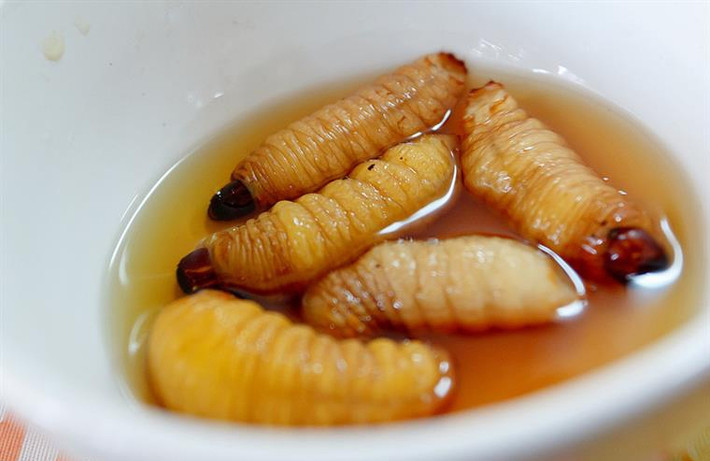 Đuông Dừa (ấu trùng dạng sâu của bọ kiến dương) vốn được xem như một đặc sản thuộc hàng xa xỉ thời xưa, để các đại gia nhậu.
