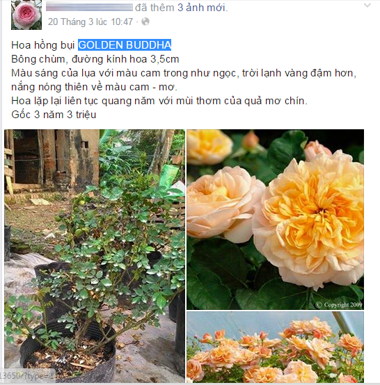 Với dạng bông chùm, đường kính hoa từ 3- 3,5cm, có màu cam vàng khá tươi tắn, mùi thơm dễ chịu, mỗi gốc hồng Golden Buddha nhiều năm tuổi có giá từ 1-3 triệu đồng.
