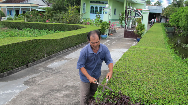 Không gian sống thêm gần gũi với thiên nhiên nhờ những hàng rào xanh mướt mắt. Ảnh: Thanh Xuân.