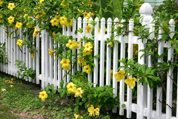 Hàng rào hoa huỳnh anh hút mắt nhờ sắc vàng tươi tắn.