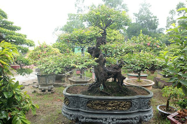 Cây khế cổ bonsai hình con nghê của ông Phạm Khắc Kha (Phú Thọ) cũng từng được bán gần 400 triệu đồng cho một đại gia ở vùng cao. Ảnh: Dân Việt.