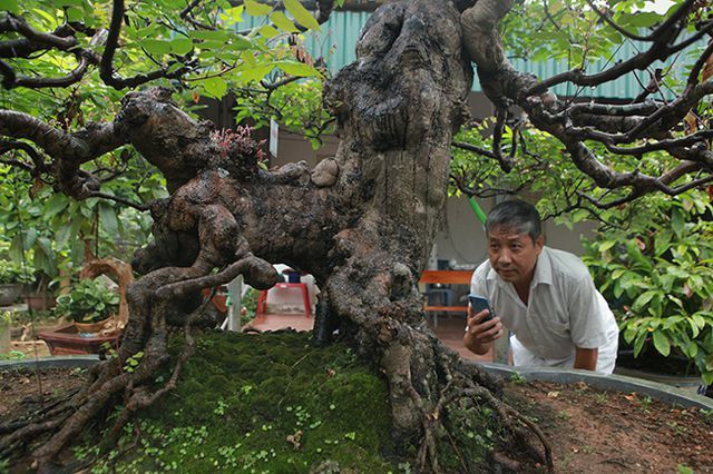 Cây cao khoảng 2m, tán rộng gần 3m, thân dài khoảng 60cm. Ảnh: Dân Việt.
