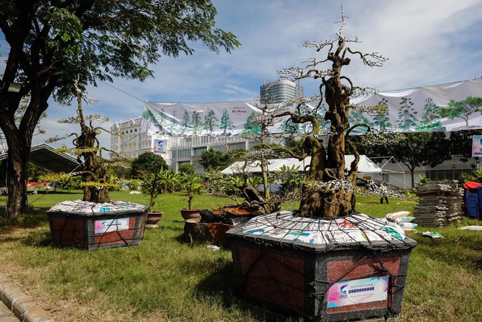 Trước đó, hồi đầu năm 2015, ông Hùng từng rao bán cặp khế này với giá 7 tỷ đồng. Ảnh: Vietnamnet.