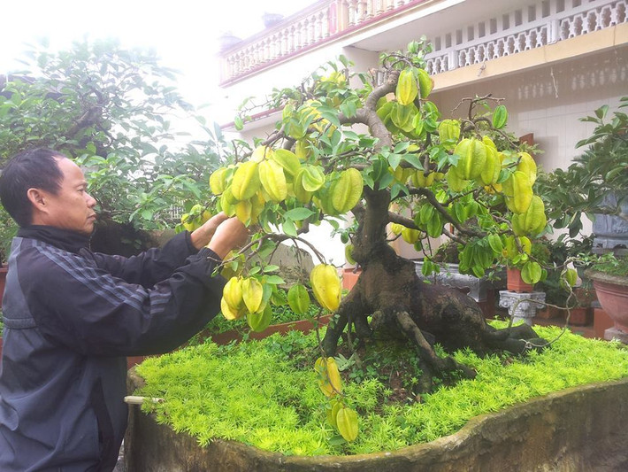 Vài năm trước, một cây khế bonsai cổ 50 năm ở Thái Bình từng được trả với giá 120 triệu đồng. Ảnh: Vietnamnet.