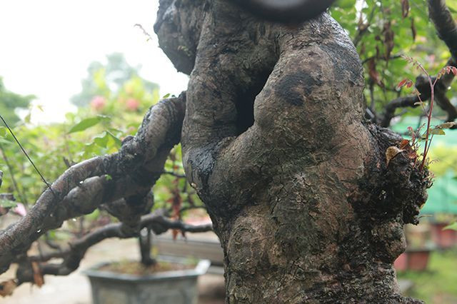 Với tuổi đời gần 100 năm, toàn thân cây nổi nhiều u cục và chỗ lõm nhìn rất kỳ quái. Ảnh: Dân Việt.