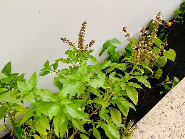 Rất nhiều các loại rau quen thuộc như bầu, rau cải, rau muống, và nhiều loại gia vị...