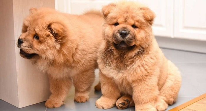 Thời gian gần đây, giống chó sư tử xù (hay Chow Chow) dần trở thành một giống chó cảnh được rất nhiều người yêu thích tại Việt Nam.