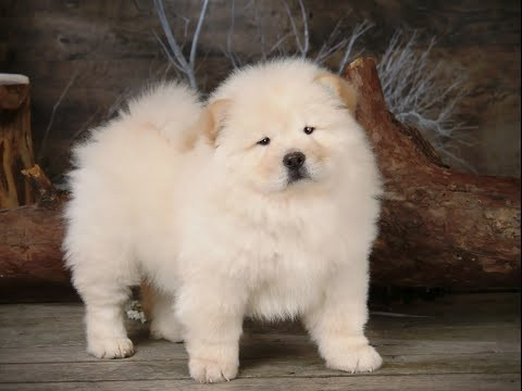 Chính bộ lông xù và gương mặt đáng yêu của Chow Chow là sức hấp dẫn để nó được nhiều người chọn làm con vật cưng.