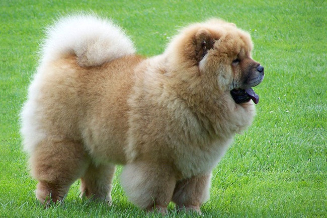 Chó Chow Chow thuần chủng có ngoại hình thì khá giống một con gấu nhỏ với một bộ lông xù nổi bật cùng phần đầu to giống như sư tử.