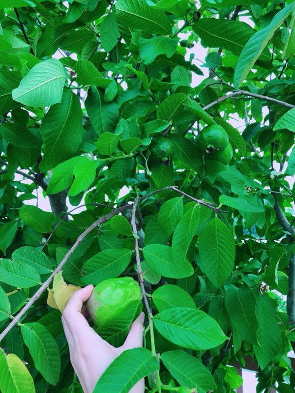 Hoa hậu Phương Lê tiết lộ, hầu hết những cây ăn quả như cóc, ổi, xoài... được cô bứng cả gốc từ quê nhà ở Trà Vinh lên Sài Gòn trồng.