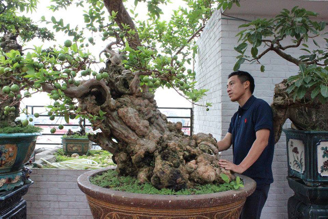Cây ổi cổ với dáng thế “Bạt phong” có đường kính khoảng 60cm, chiều cao của cây khoảng 1,5m, thân cây cao khoảng 1m. Ảnh: Dân Việt.