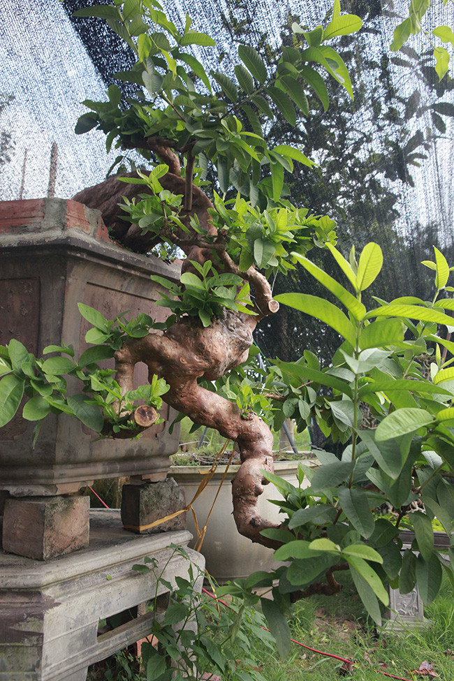 Điểm đặc biệt của cây là “mọc ngược” và u cục rất lớn, nhiều cây ổi có thể có tuổi đời cao hơn nhưng không có u cục như vậy. Ảnh: Dân Việt