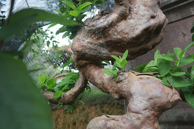 Thời điểm thị trường cây cảnh “sốt” giá (2010), cây ổi này từng được trả tới 900 triệu đồng. Ảnh: Dân Việt