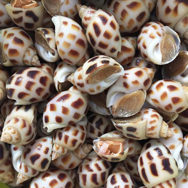 Chẳng hạn, bạch tuộc lớn giảm còn 370.000 đồng/kg, sò dương 220.000 đồng/kg, ốc hương biển loại lớn 550.000 đồng/kg, cá mú 300.000 đồng/kg, ghẹ 390.000 đồng/kg, cá tầm 270.000 đồng/kg, sò huyết 300.000 đồng/kg...Nguồn ảnh: Facebook Video: Tôm hùm rớt giá kỷ lục. Nguồn: VTC16.