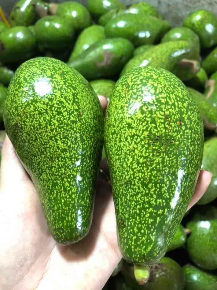 Phần vỏ của của bơ chín tự nhiên thường căng và hơi sần sùi, bóp nhẹ có cảm giác hơi mềm và cầm rất chắc tay. Khi mua nên bấm nhẹ vào cuống bơ, nếu thấy mềm thì chọn.