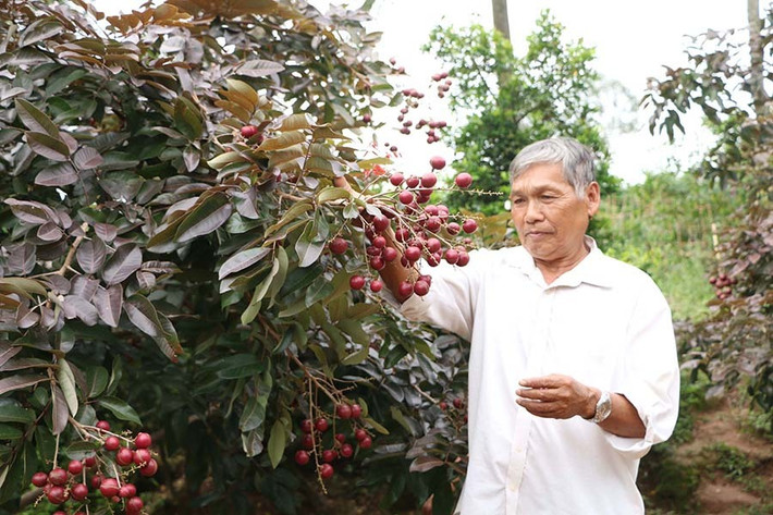 Theo ông Huy, vào năm 2004, trong quá trình chăm sóc vườn nhãn long (nhãn trắng) thì bất ngờ phát hiện 1 nhánh nhãn màu tím. Ảnh: Vietnamnet.