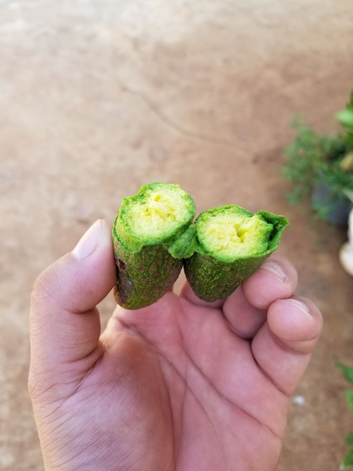 Đặc biệt, loại bơ mini này không có hạt. Ảnh: FB Le Van Thang.