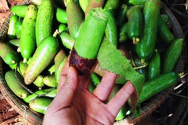 Một số người bán tiết lộ, đây là bơ lấy từ vườn ở Đà Lạt (Lâm Đồng). Do đầu vụ thu hoạch cộng với chi phí vận chuyển cao trong mùa dịch nên giá hơi cao. Ảnh: Traicaydungmap.