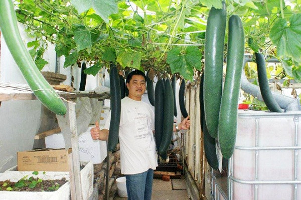Những ngày phụ mẹ trồng rau khi còn ở Việt Nam đã giúp anh Nguyễn Xuân Hải thành công với vườn rau sạch tại Cộng hòa Séc. Ảnh: Dân Việt.