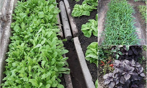 Rau cải, rau muống, tí tô, xà lách...tốt um. Ảnh: Đời sống & Pháp lý.