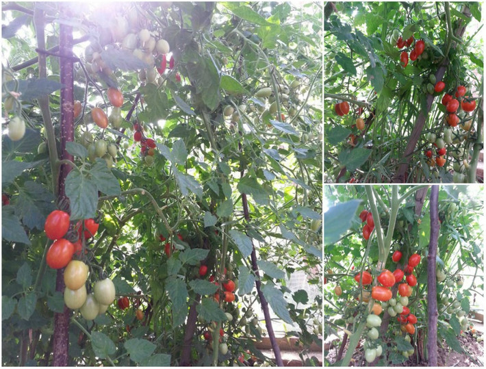Cà chua chín đỏ trông thích mắt. Ảnh: Đời sống & Pháp lý.