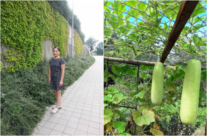 Tình yêu thiên nhiên và niềm đam mê trồng trọt đã thôi thúc chị Giang Ny tạo cho gia đình một vườn rau sạch ở Cộng hòa Séc xa xôi. Ảnh: Đời sống & Pháp lý.