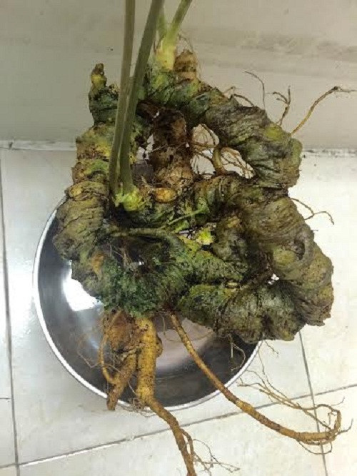 Một củ tam thất cổ 30 năm tuổi, nặng gần 1kg có mức giá lên đến 20 triệu đồng. Ảnh: Vietnamnet.
